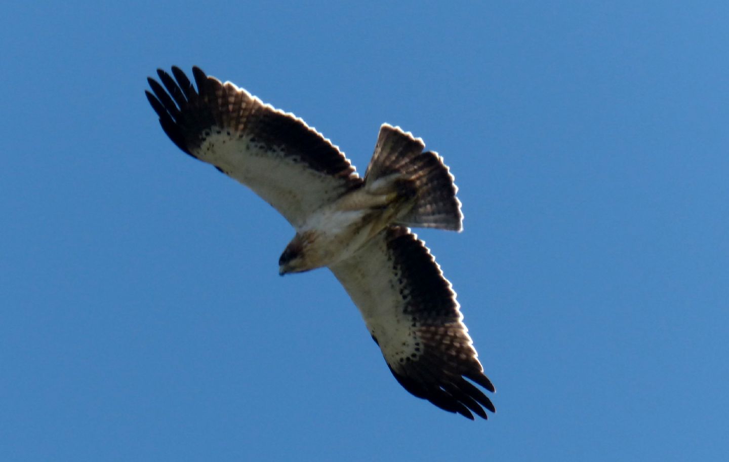 Aquila  minore  (fase chiara) Hieraaetus pennatus